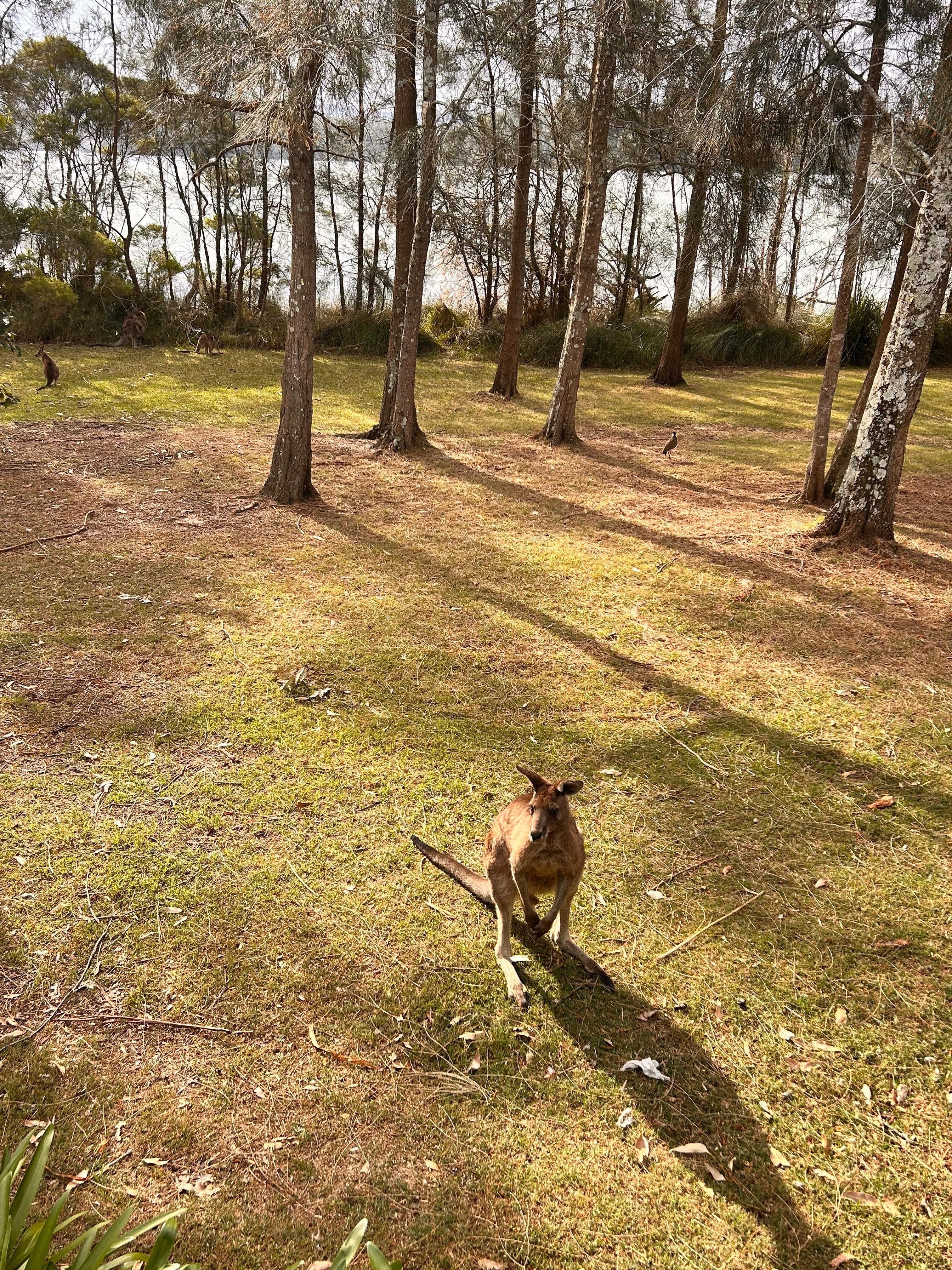 Kangaroo outside wave cabin