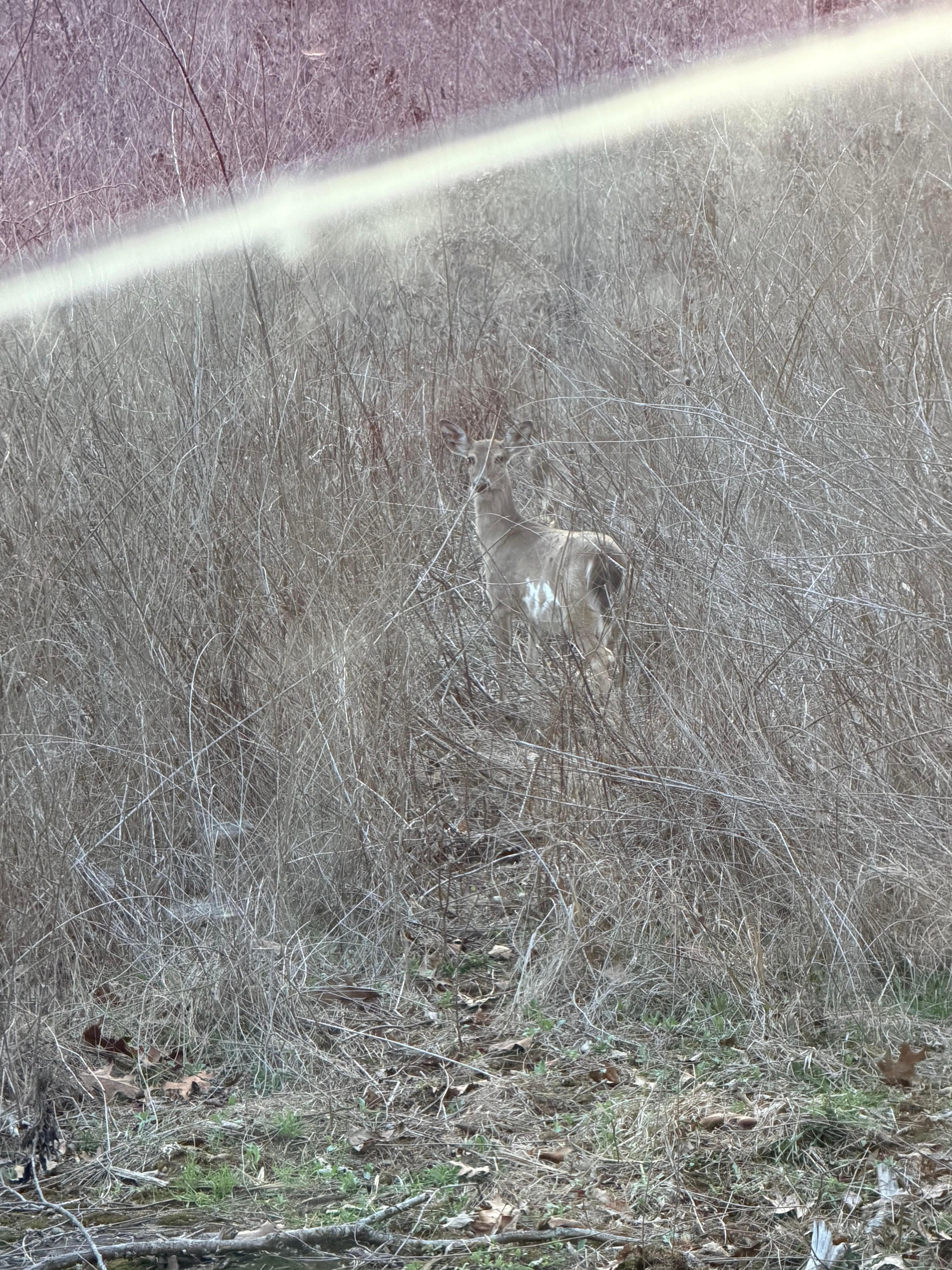 Baby deer momma was on the other side camouflage with the bushes. But it was cute to see right down the road. 