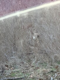 Baby deer momma was on the other side camouflage with the bushes. But it was cute to see right down the road.