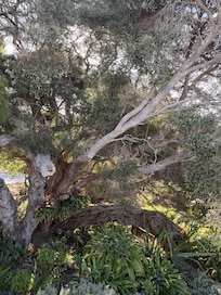 My most favourite trees are all around the property