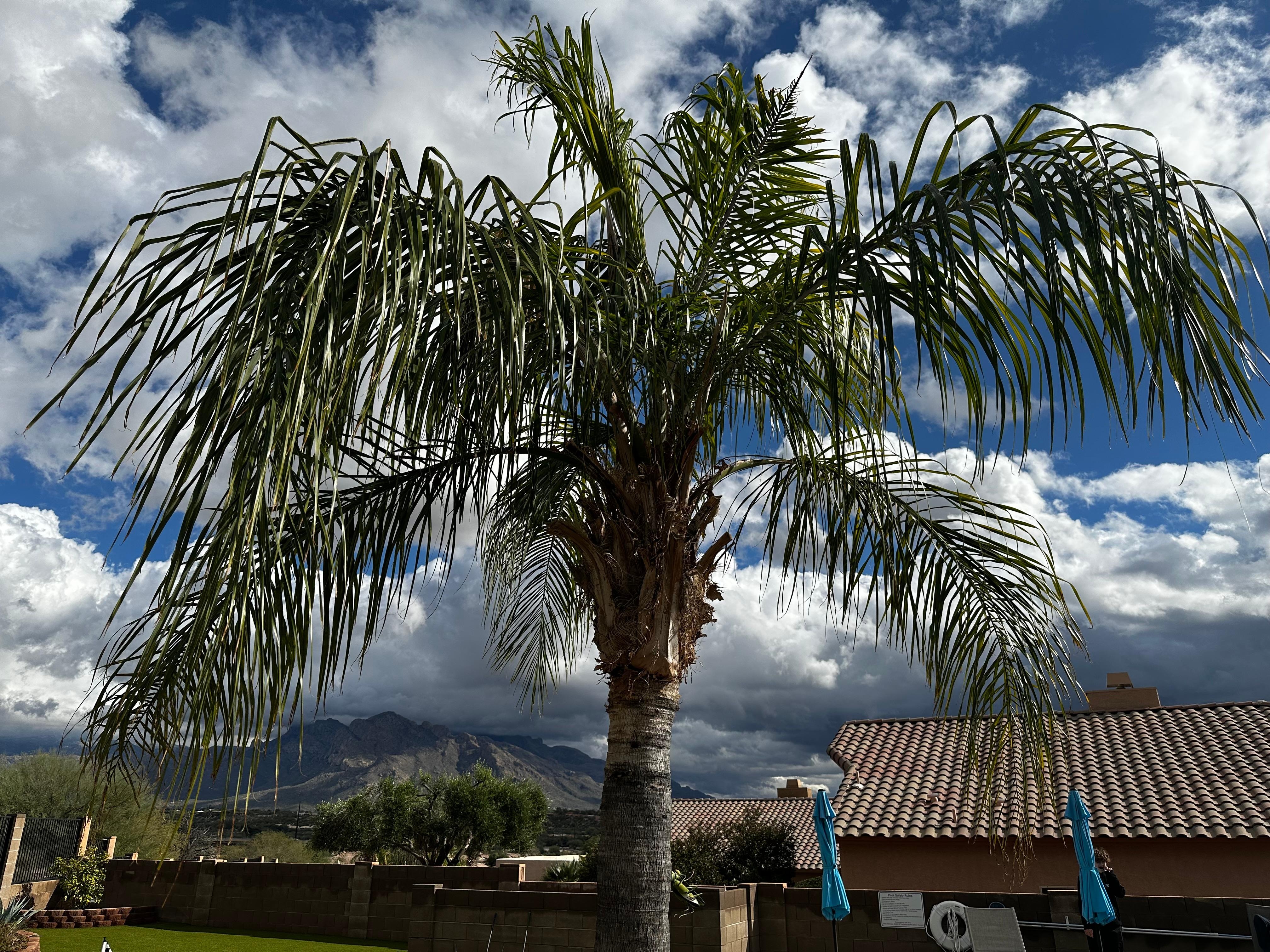 Palm tree right next to the pool and hot tub