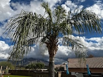 Palm tree right next to the pool and hot tub