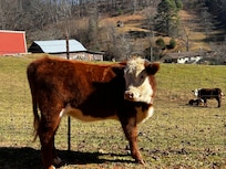 Cow on property