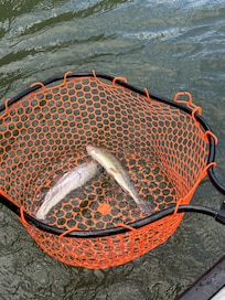 We caught multiple trout at the same time!