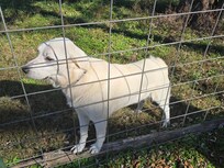 Friendly dog keeping watch on goats.
