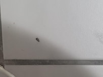 Roaches