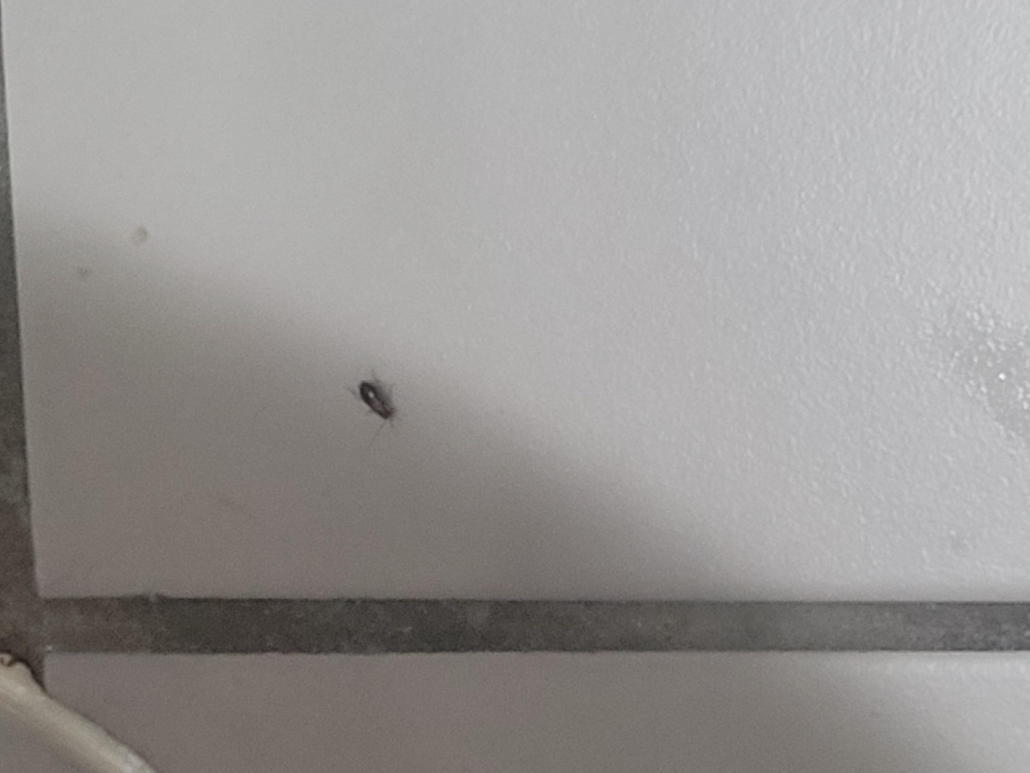 Roaches