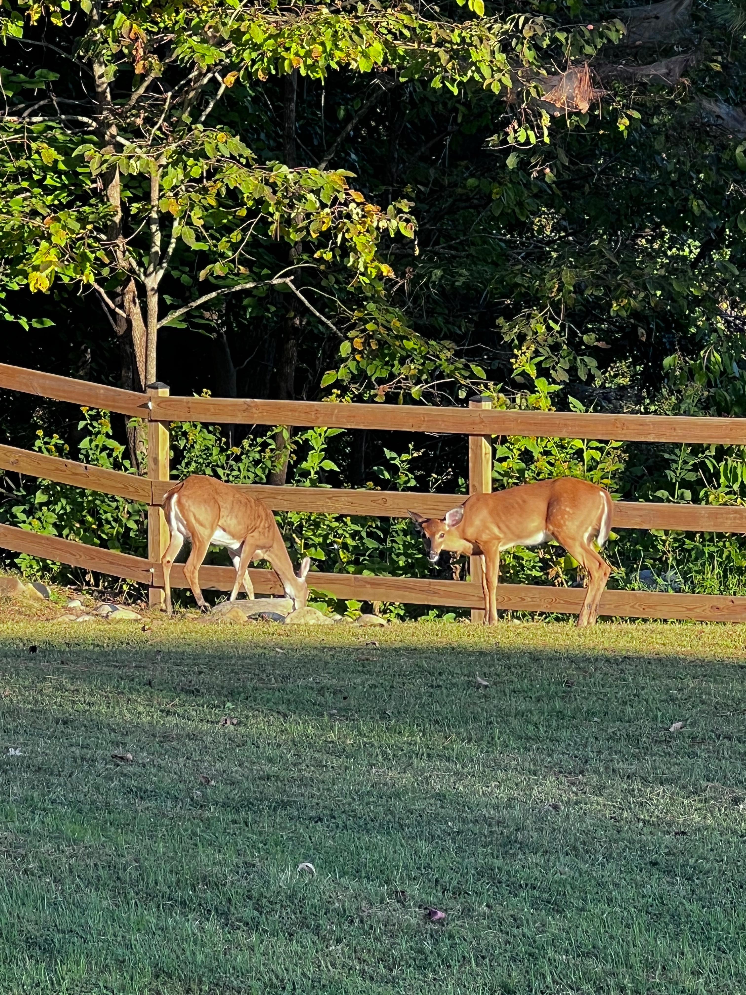 Nightly deer and James River as seen from deck