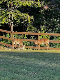 Nightly deer and James River as seen from deck