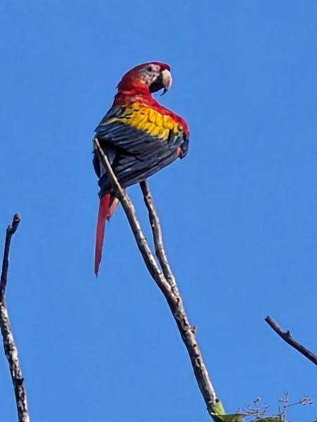 Morning visitor
