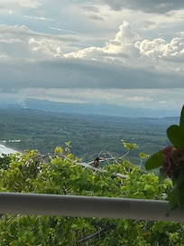 An Aracari in the bushes in front of the deckâlooks like a small toucan