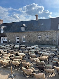 Great tjj on watch the sheep pass twice daily.