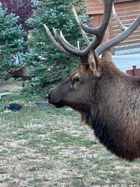 This guy greeted me outside my window when I opened the curtains in the morning!
