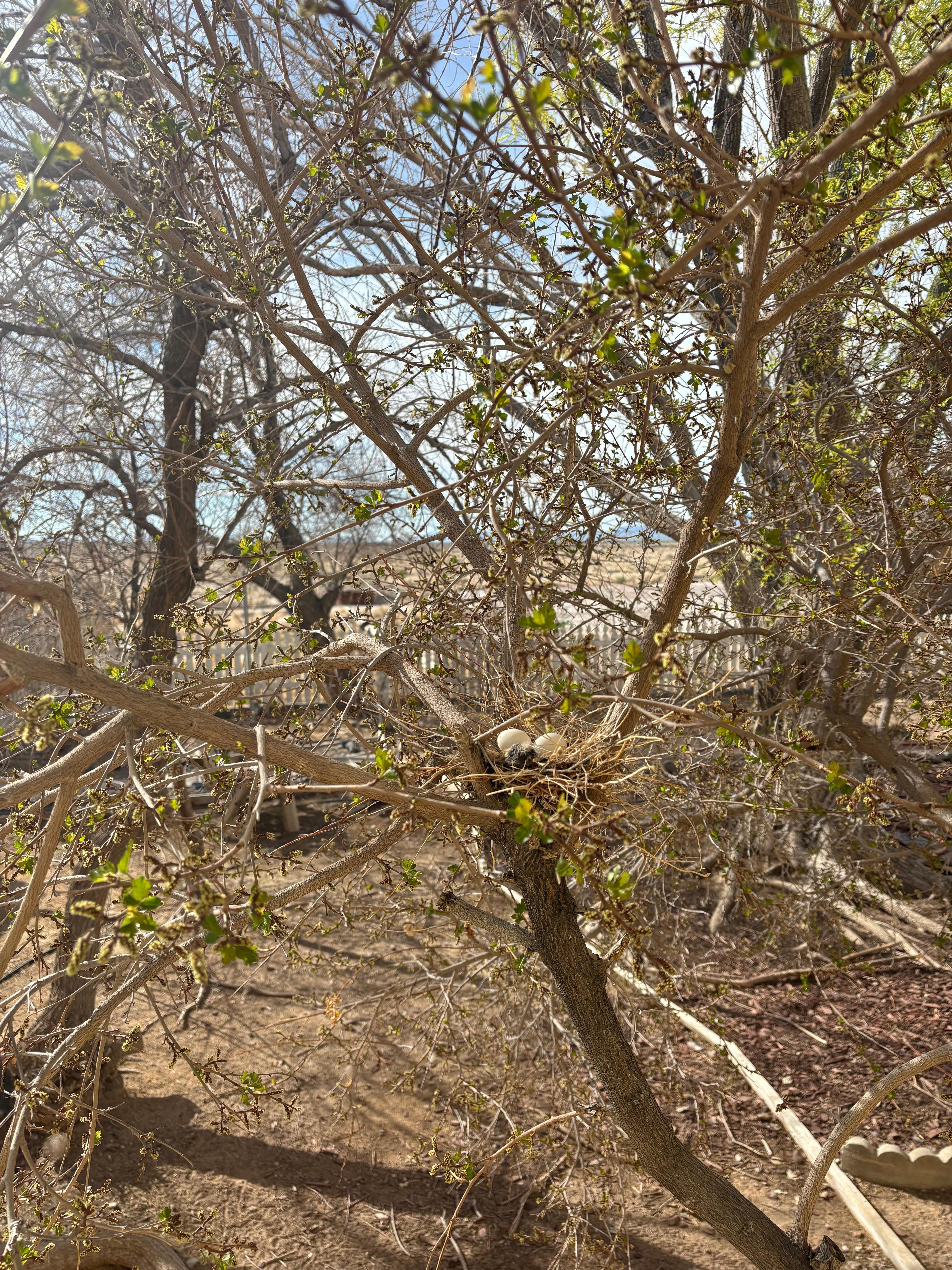 Cute dove nesting outside our bedroom window!
