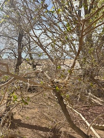 Cute dove nesting outside our bedroom window!
