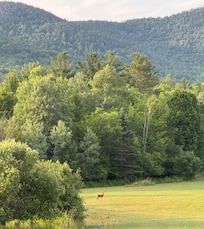An early morning sight in the field below the house.