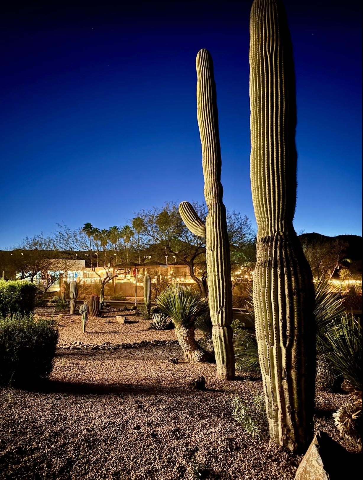 Cactus near the golf course clubhouse