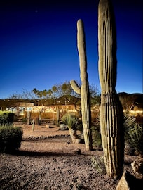 Cactus near the golf course clubhouse