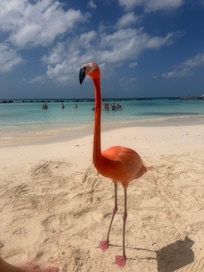 Flamingo beach