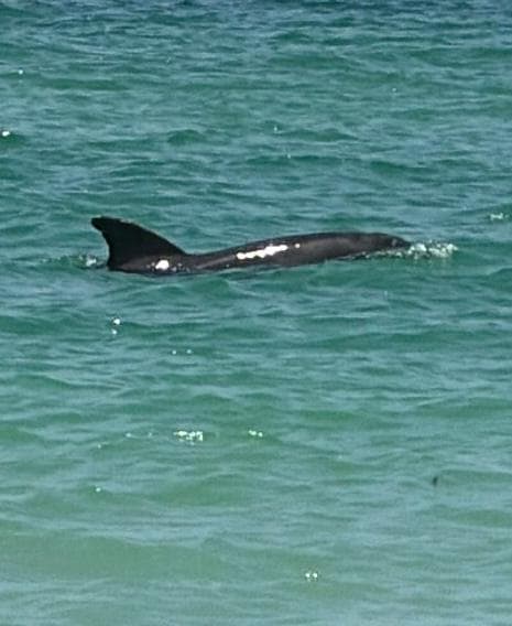 We saw dolphins several days. 