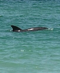We saw dolphins several days.