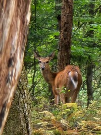 Beautiful wildlife
