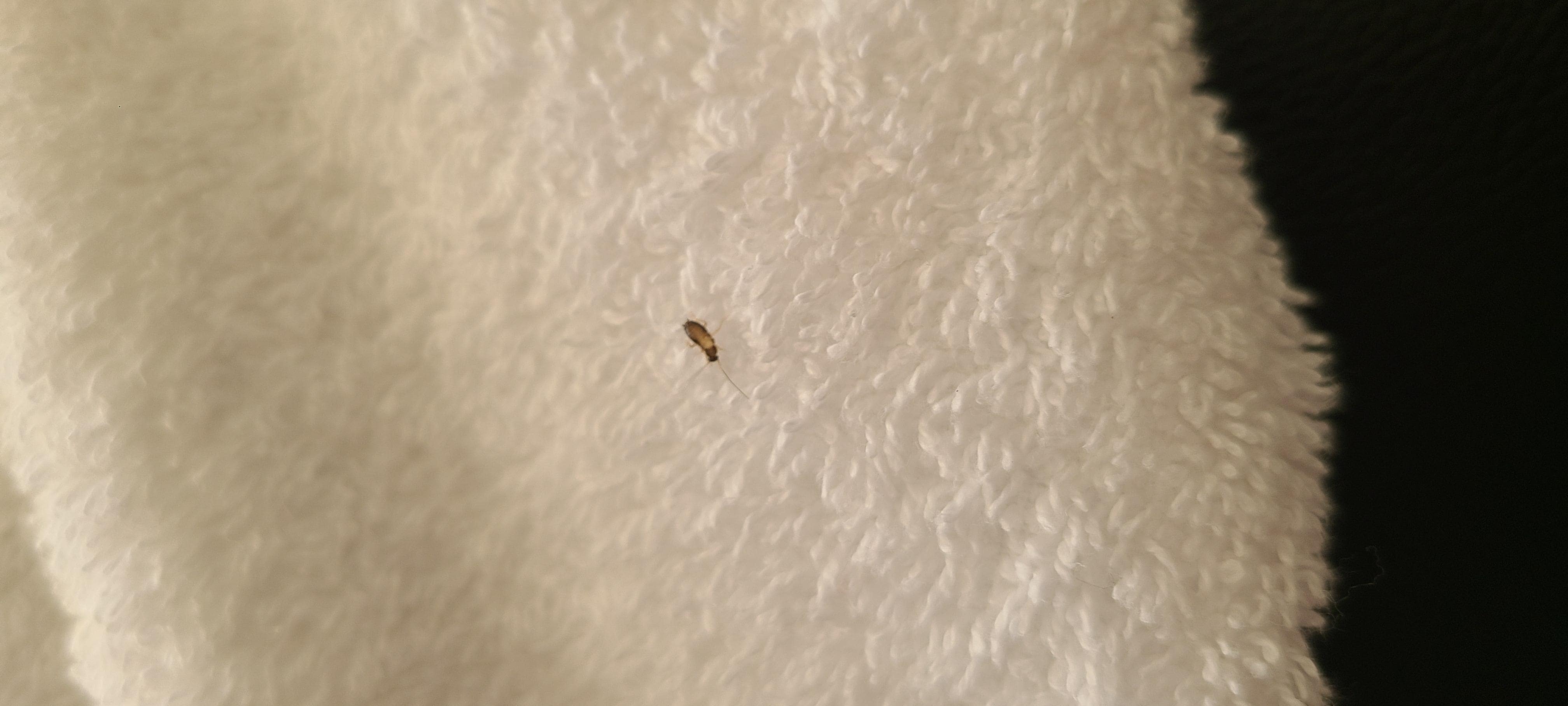 LIVE roach when I woke up Sunday  morning I can't upload a video. FUMIGATE THIS PLACE🤢🍻