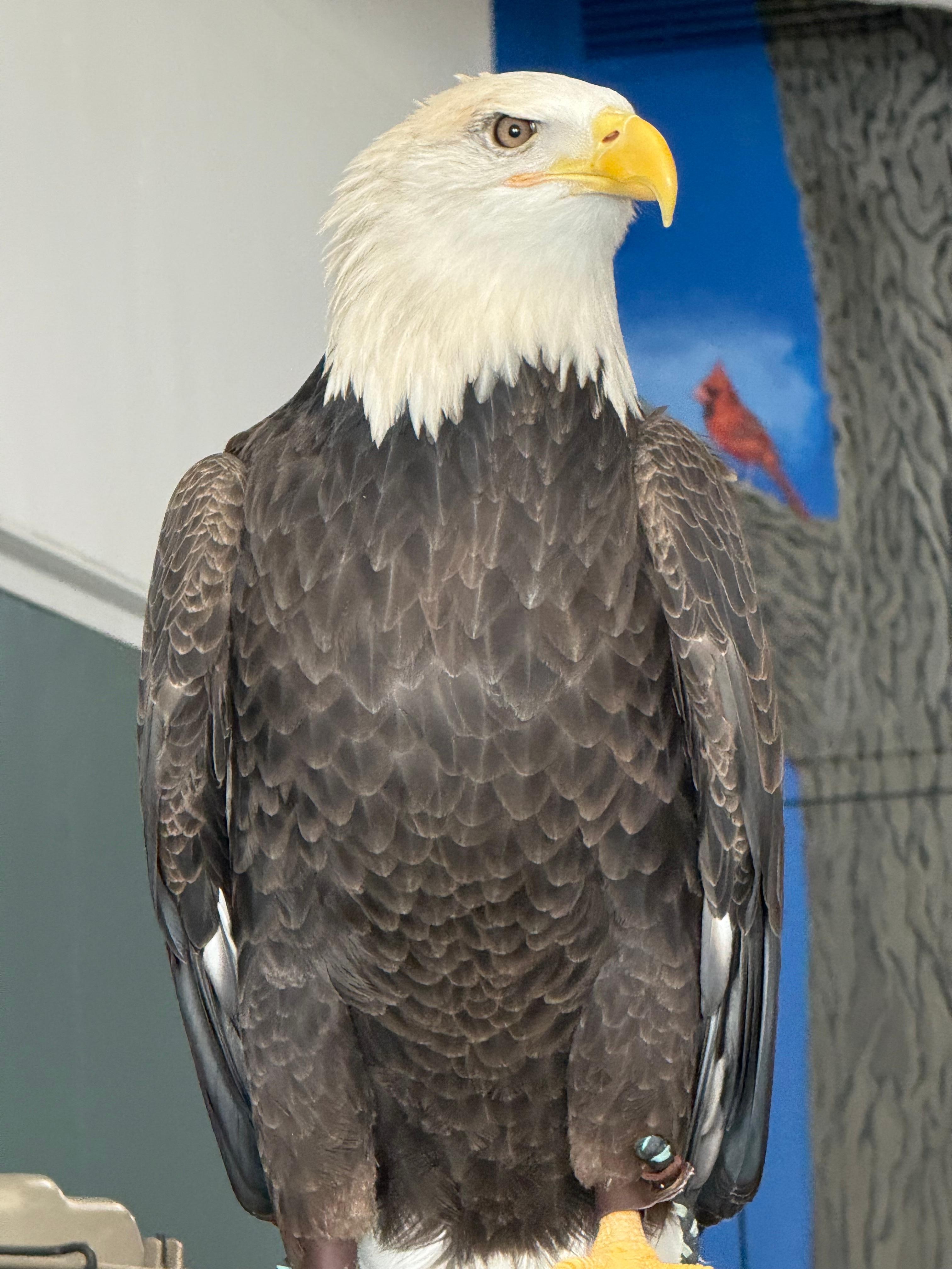 Quick walk to Eagle Conservation 