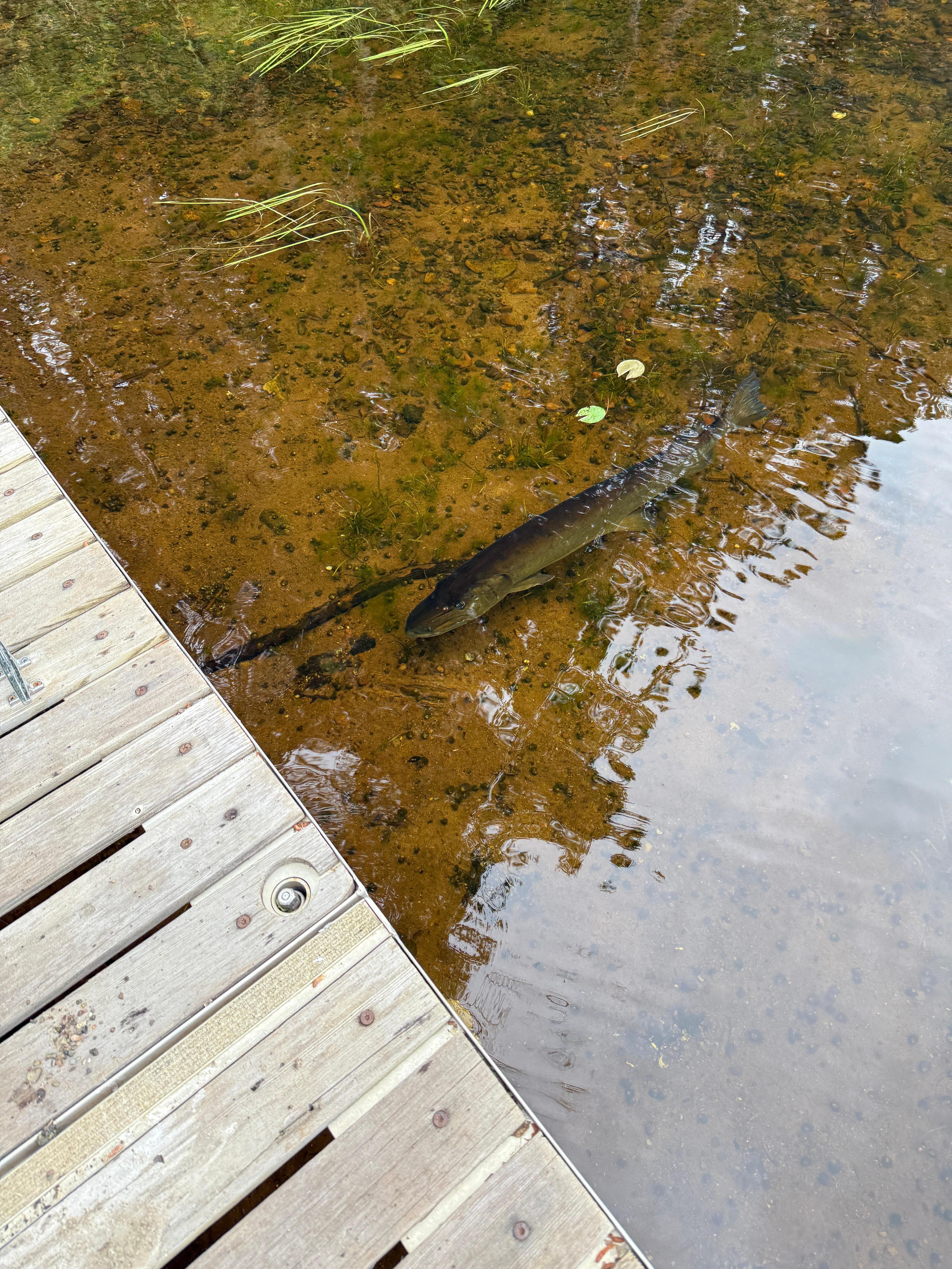 Musky right by the shore and dock. 