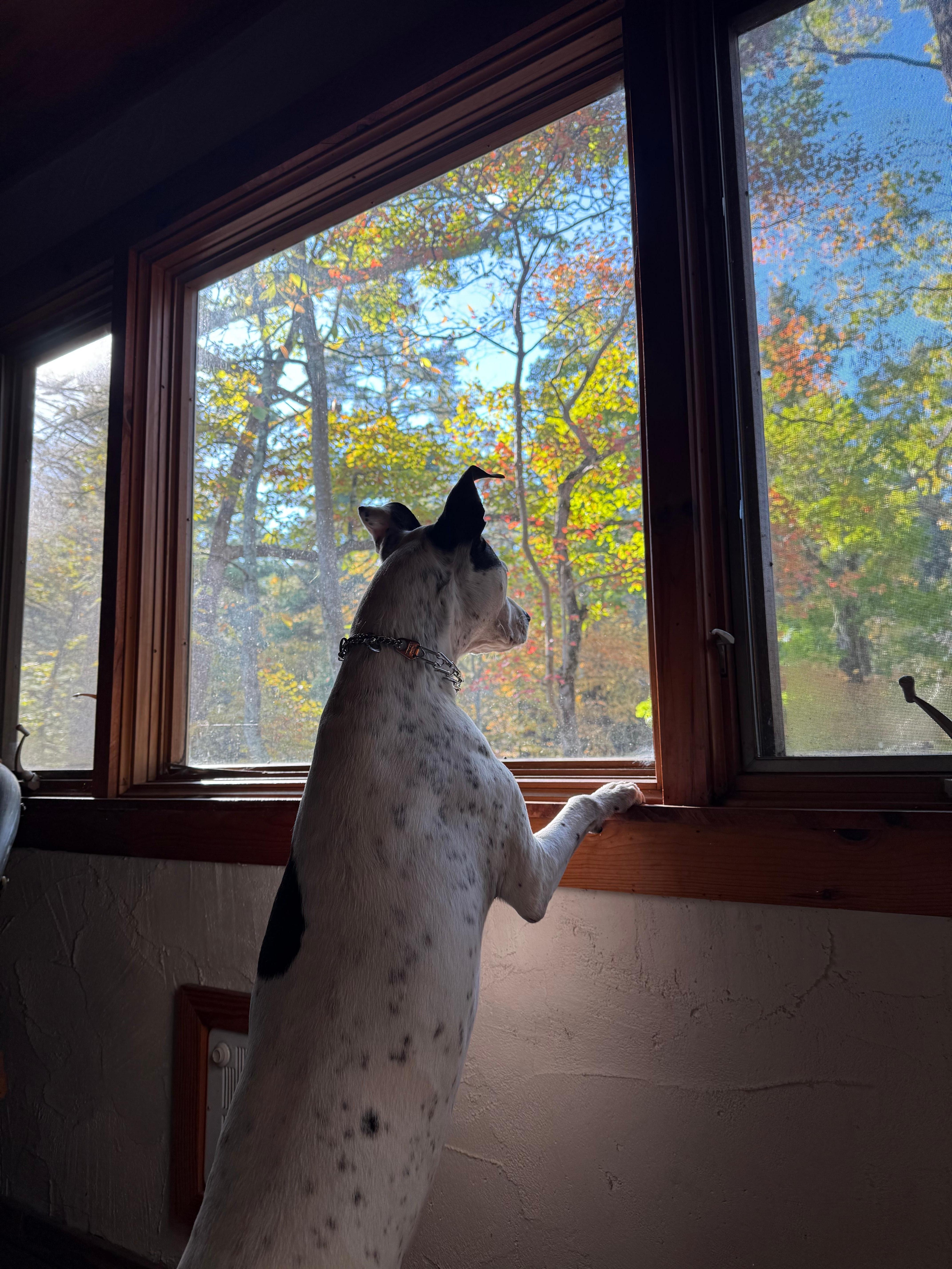 Sadie enjoying the view