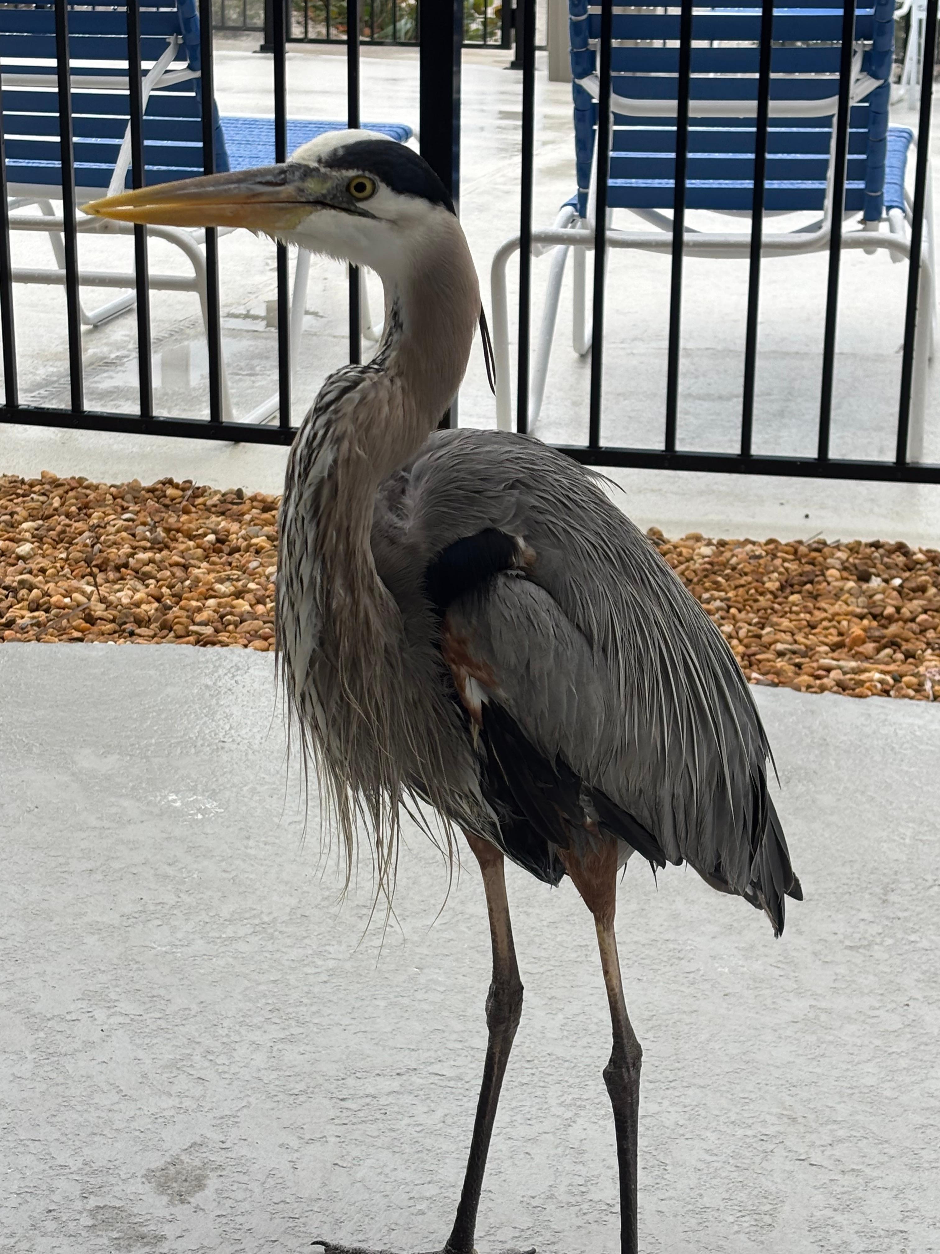 Visitor on our patio