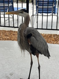 Visitor on our patio