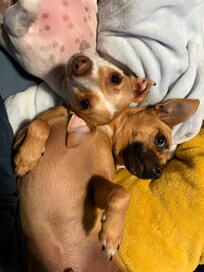 It was a pet friendly hotel and I brought my two Chihuahua mixes with me.