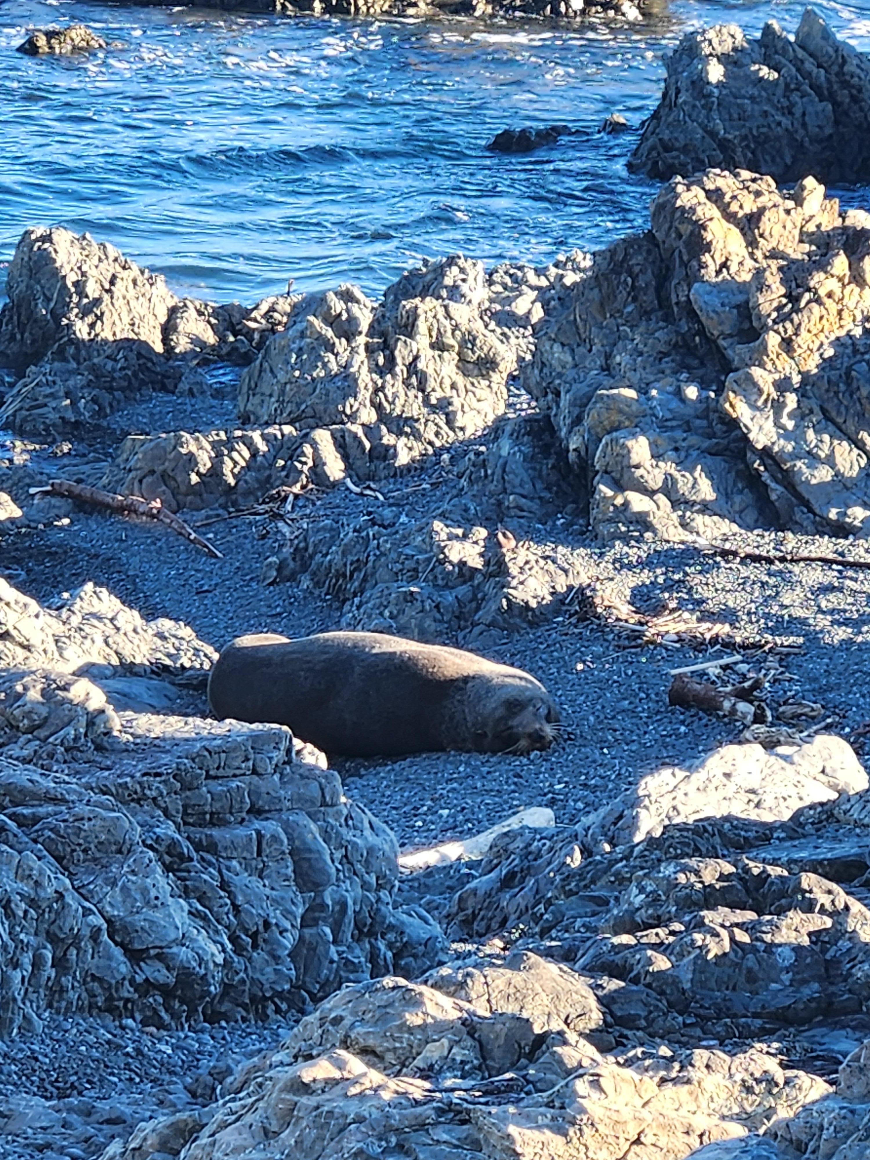 Seal on the rocks right in front of bach