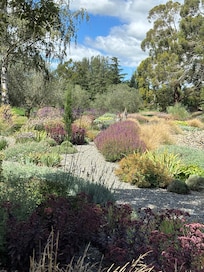 The dry garden