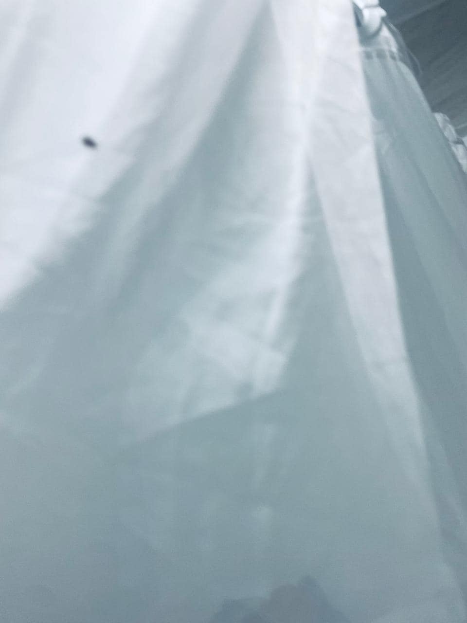 Encontramos chinches 