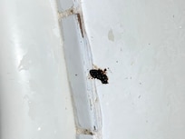 Bugs in the bathtub