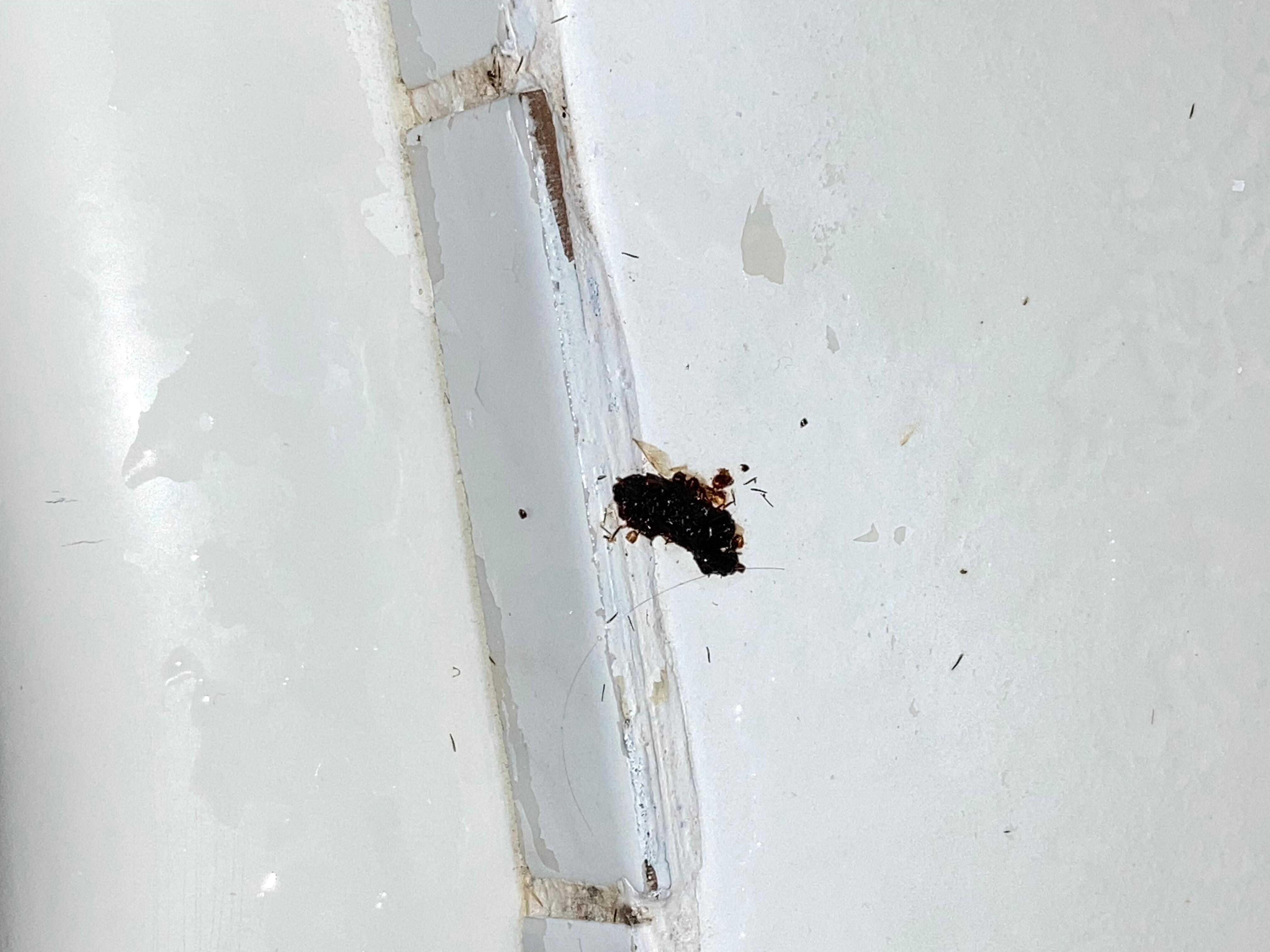 Bugs in the bathtub 
