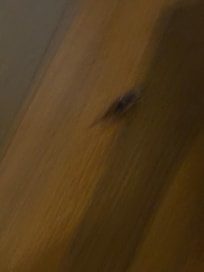 One of the roaches