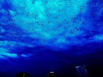 View of rainclouds and birds from room