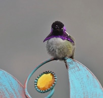 Our daily visitor Costaâs Hummer