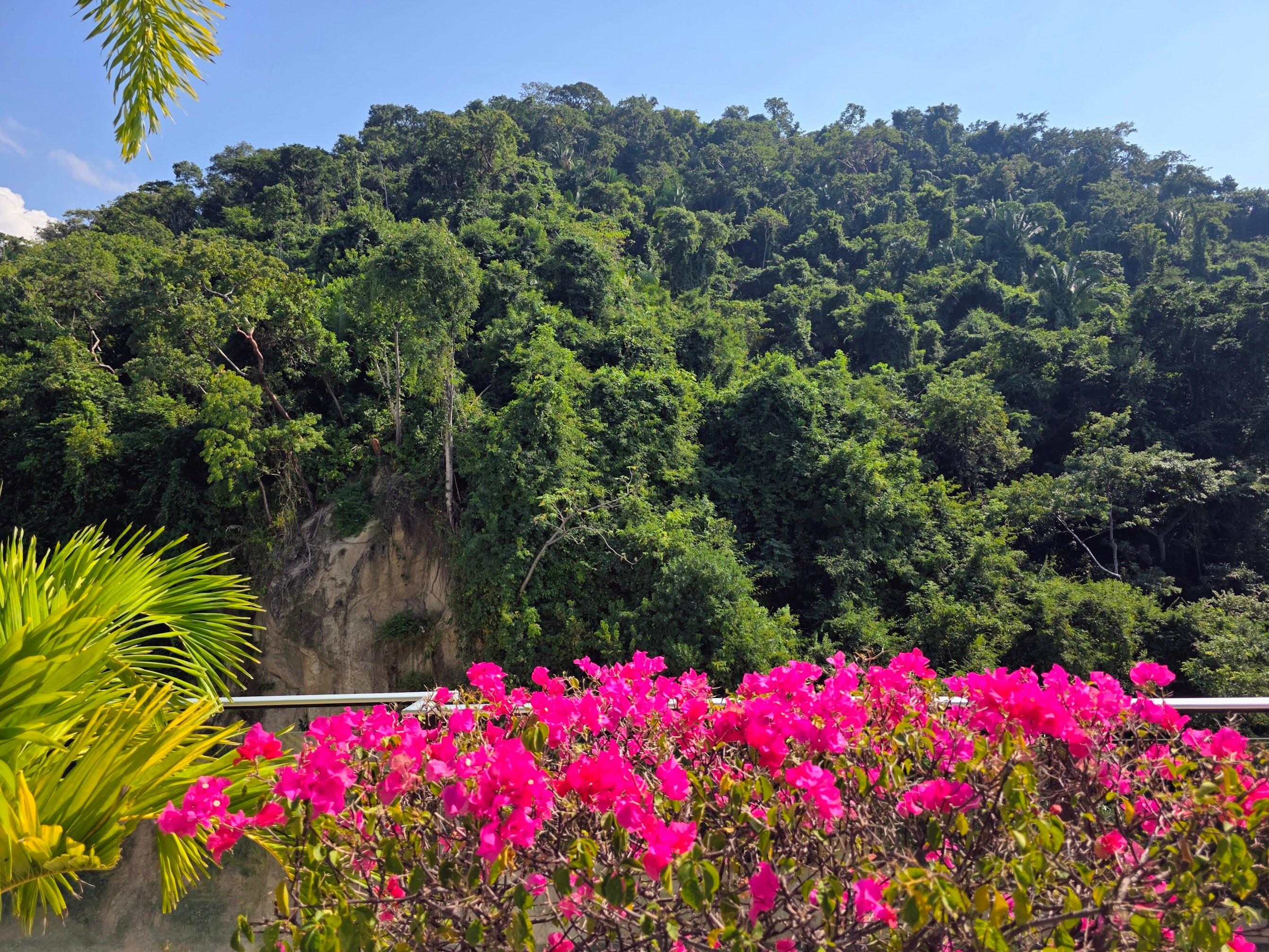 Rooftop view to forest