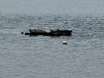 Harbor seals on raft. One day there were 9