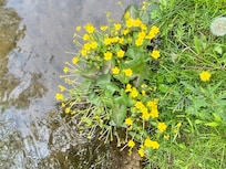Flowers growing next to the river
