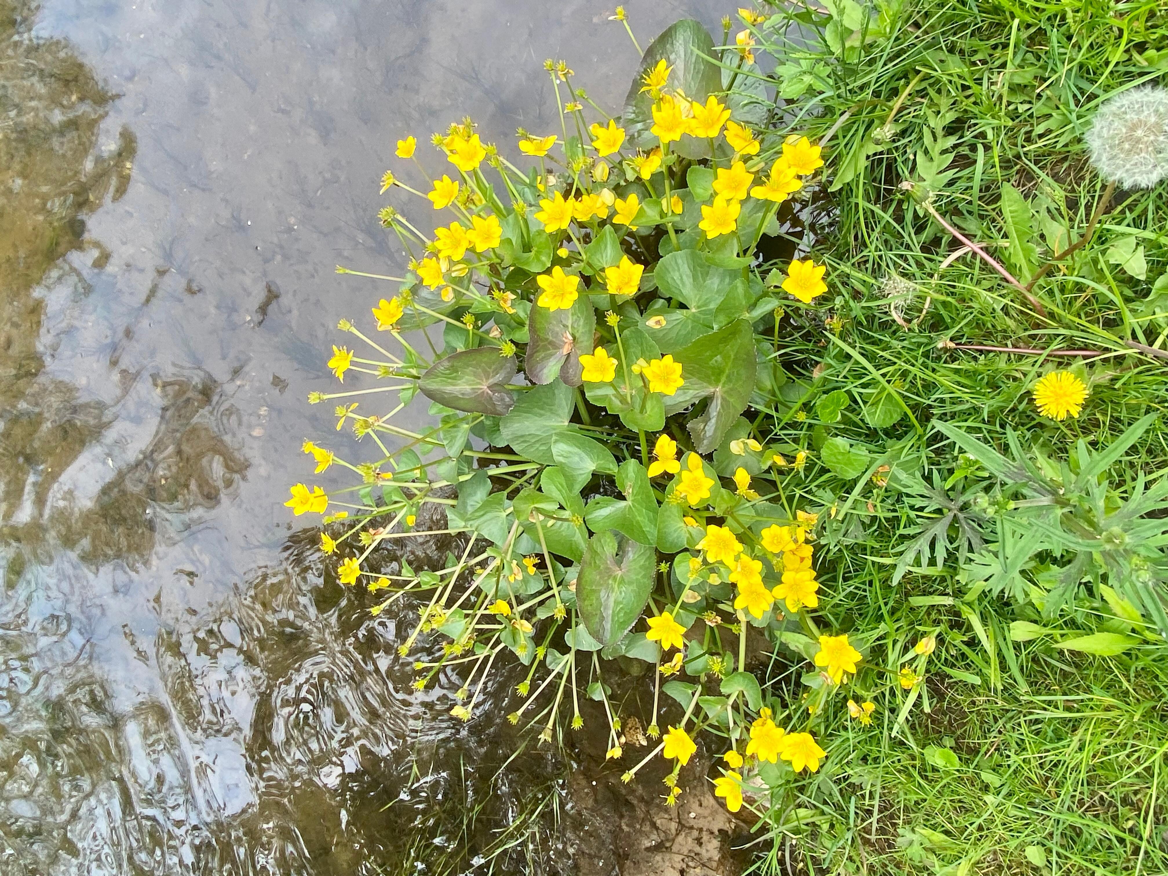 Flowers growing next to the river 