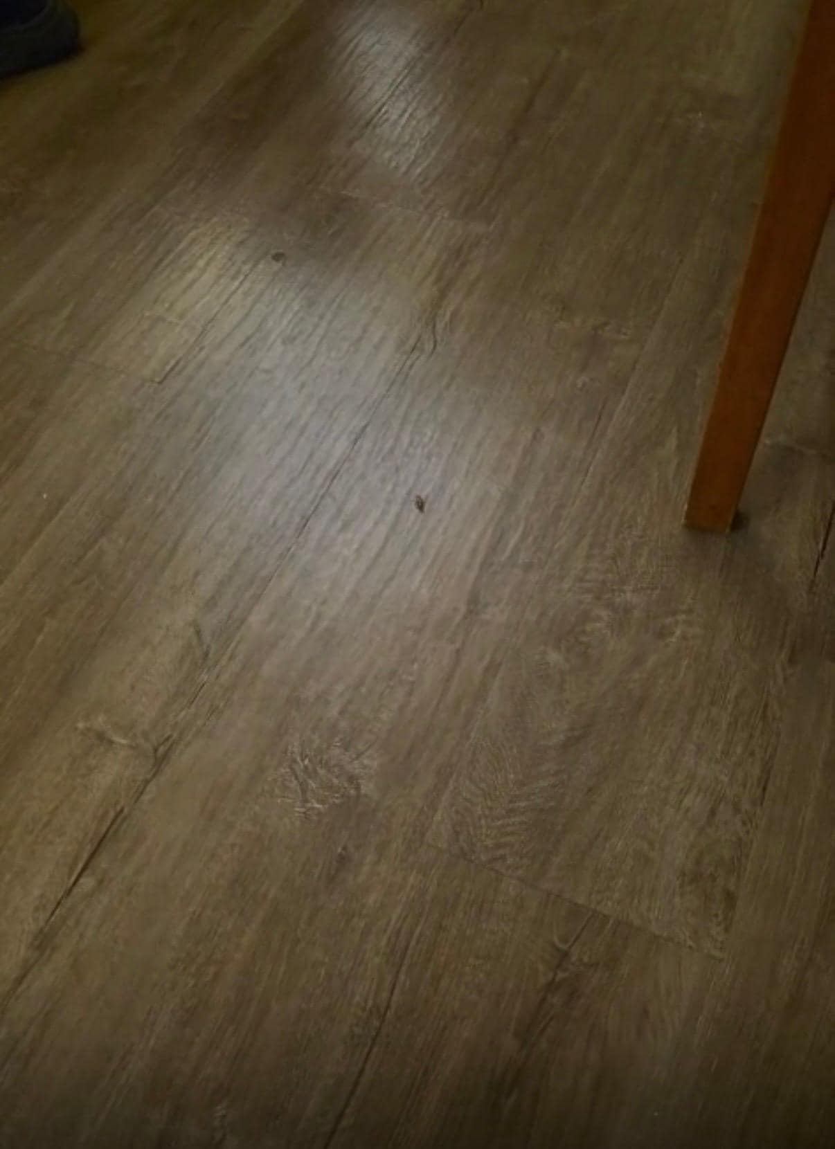 The had allot of cockroaches 