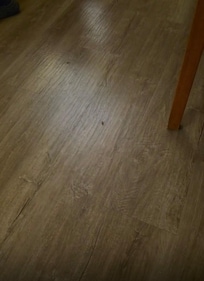 The had allot of cockroaches