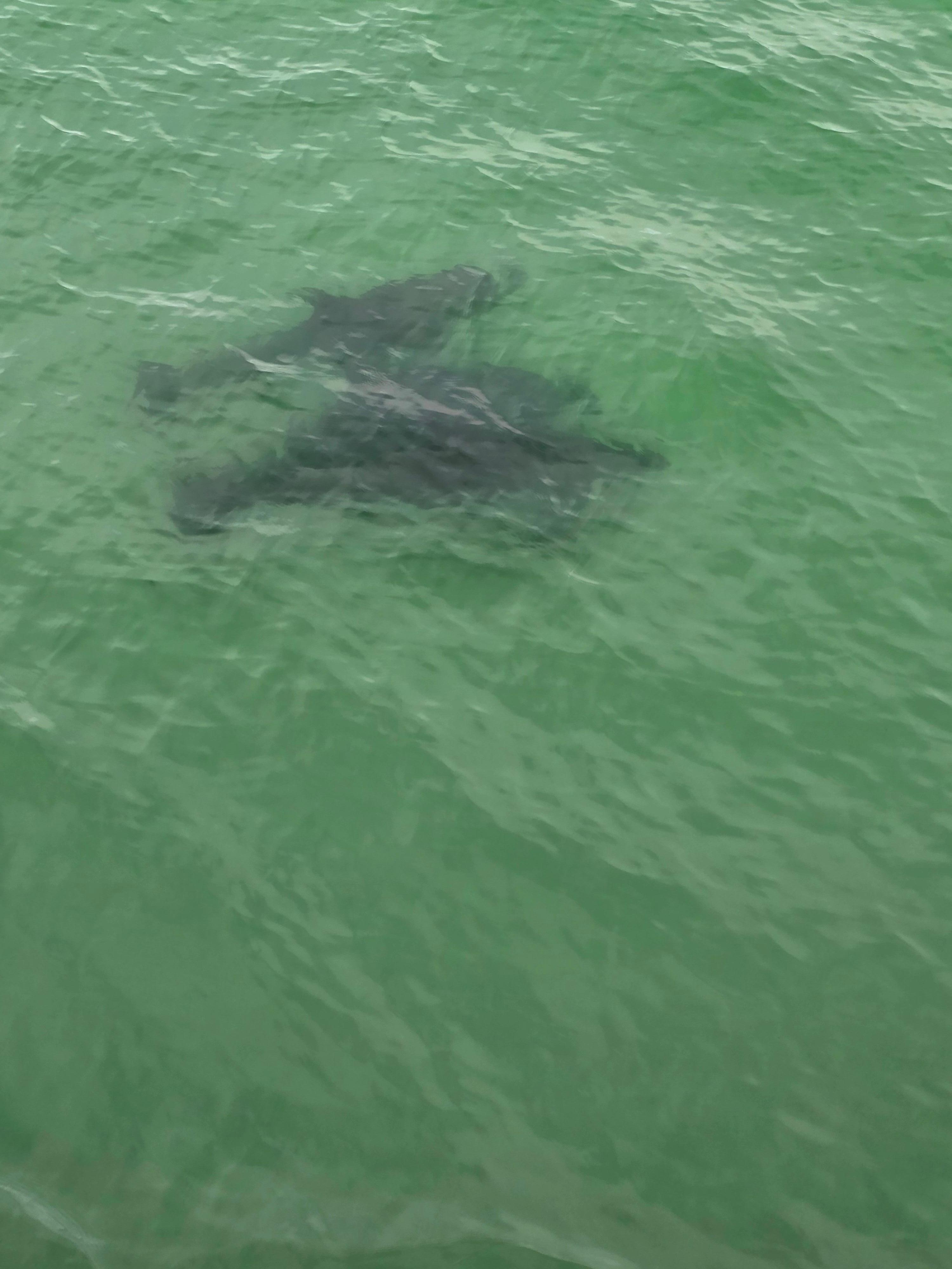 Wo took a dolphin tour as one of our days in Florida.  We also went to the zoo.