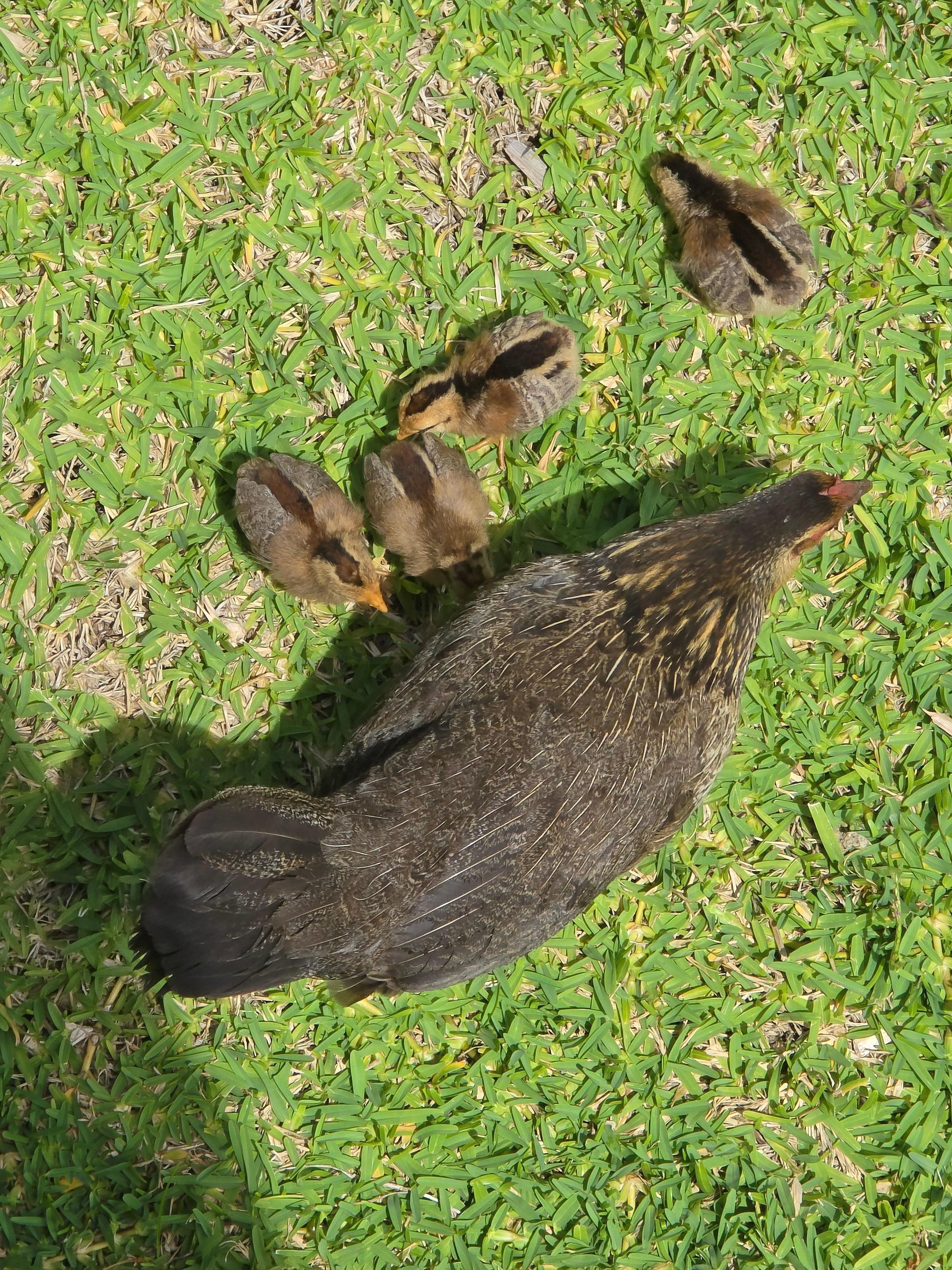 Lots of chickens everywhere. This mama and her babies were so cute.