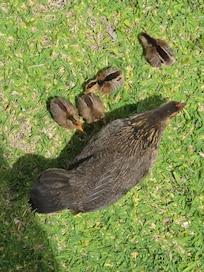 Lots of chickens everywhere. This mama and her babies were so cute.
